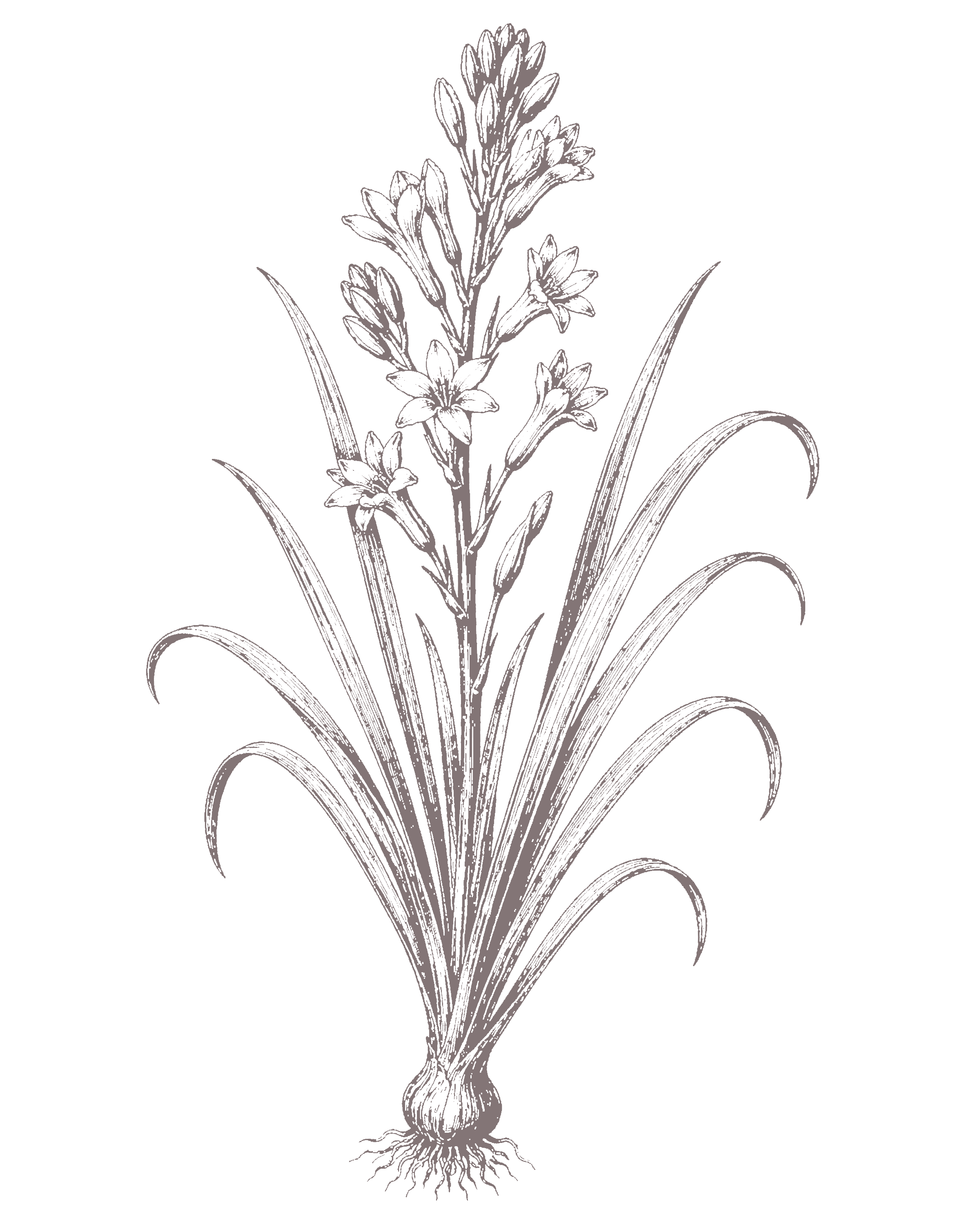 Tuberosa: Eau de Cologne - Santa Maria Novella