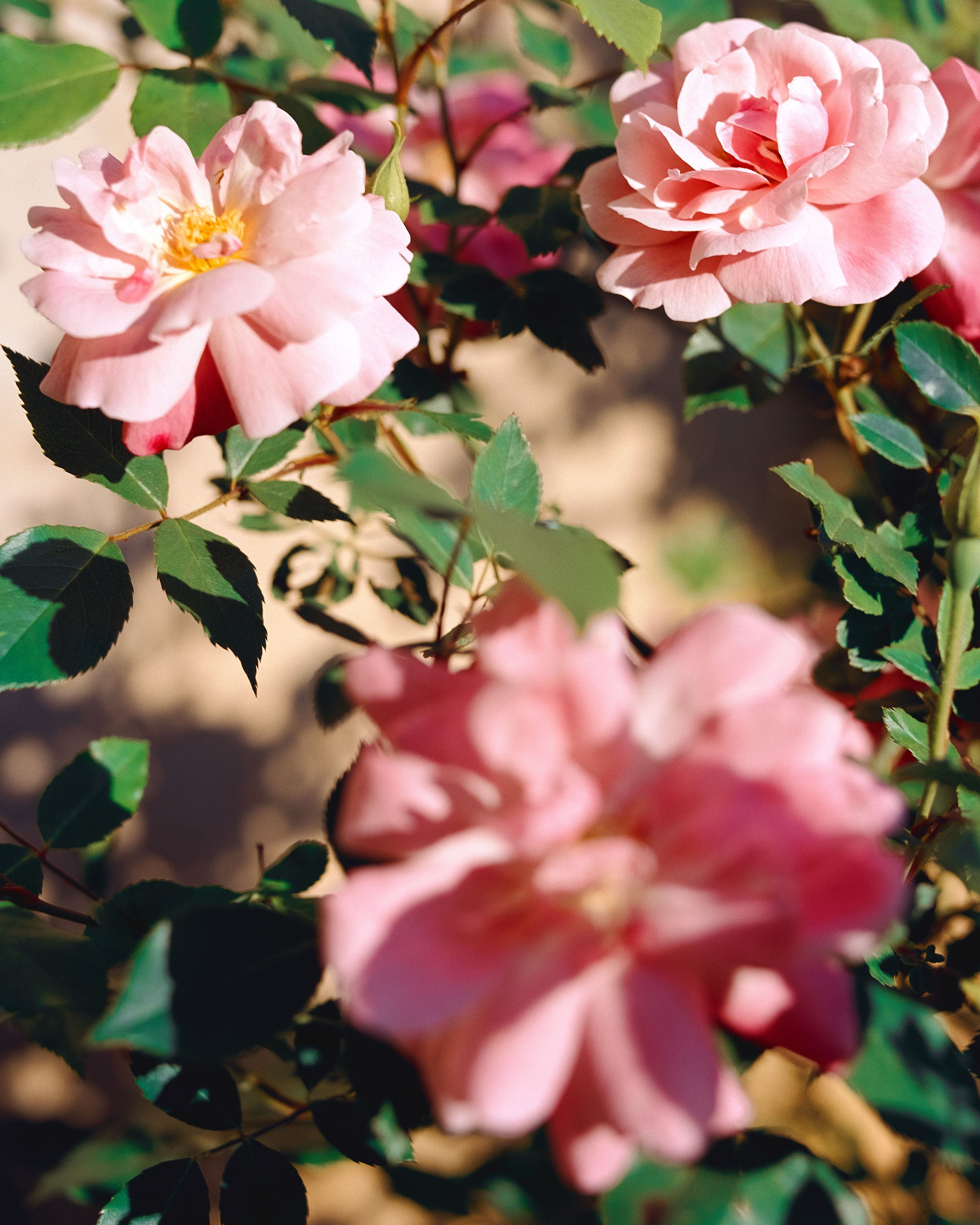 Rosa Gardenia - Santa Maria Novella